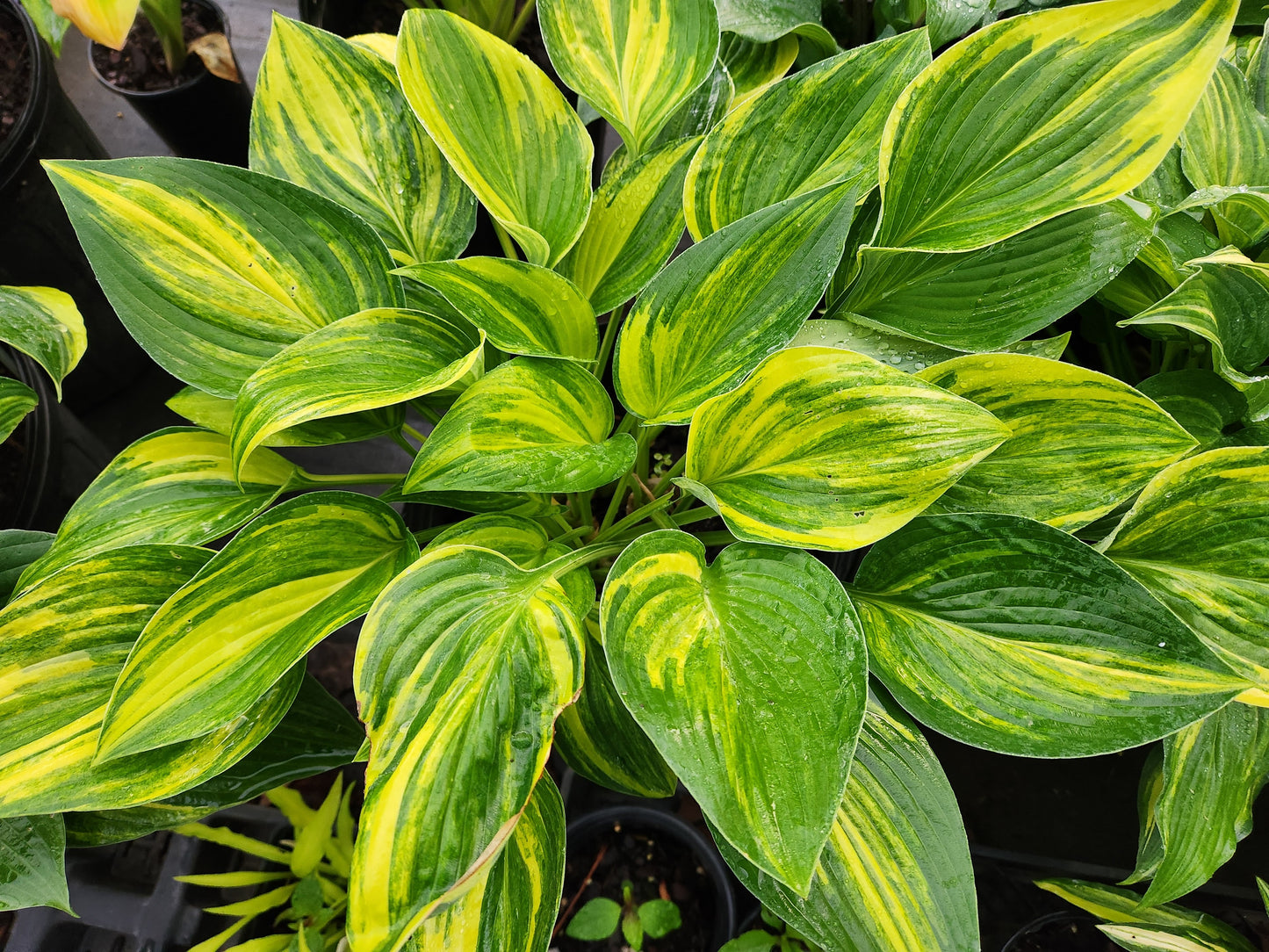 Hosta Newport Creamery OS
