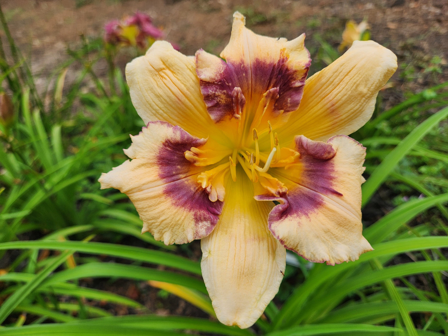 Daylily Northwood Bearded Wonder