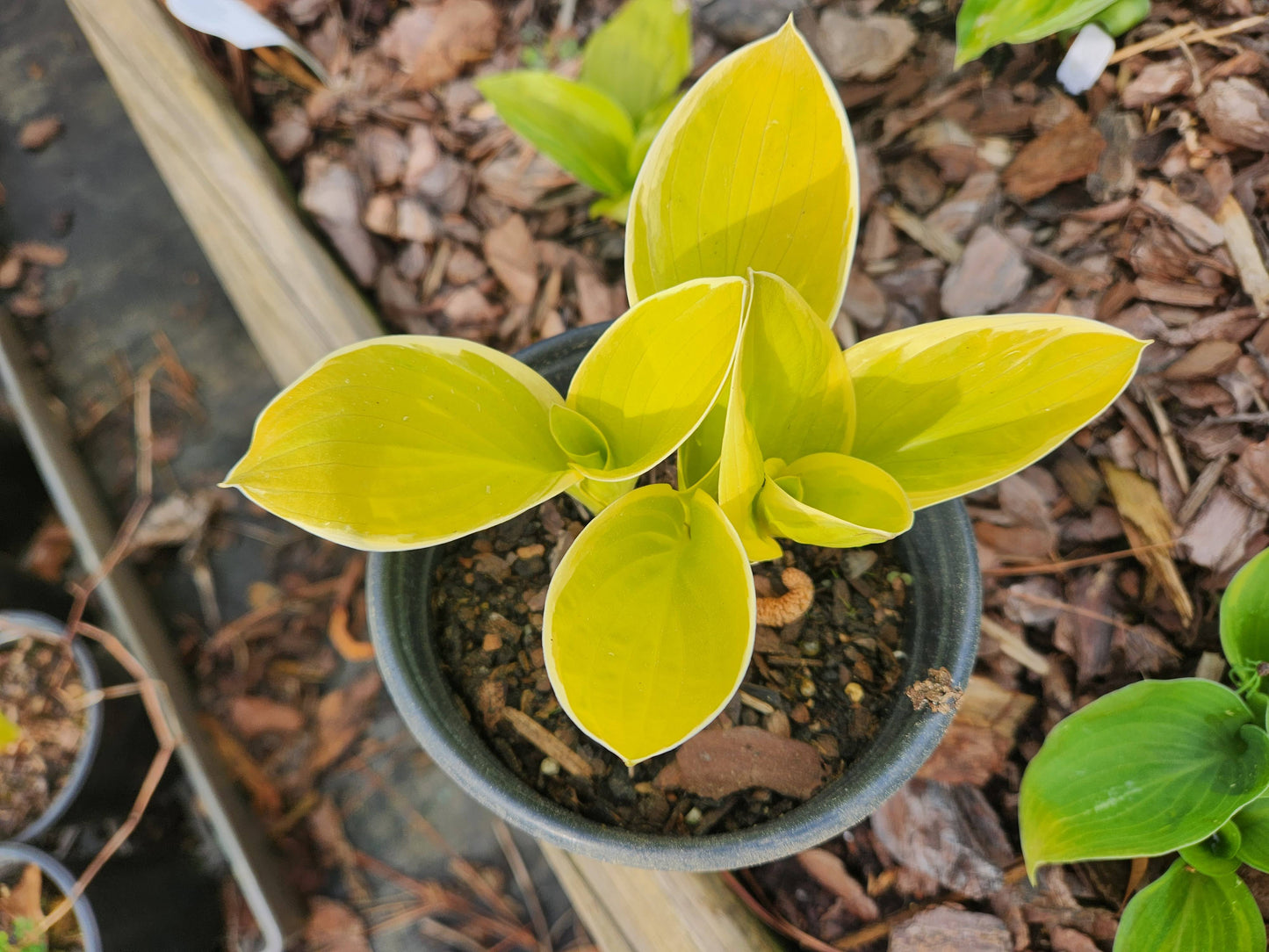 Hosta Saint Elmo’s Fire