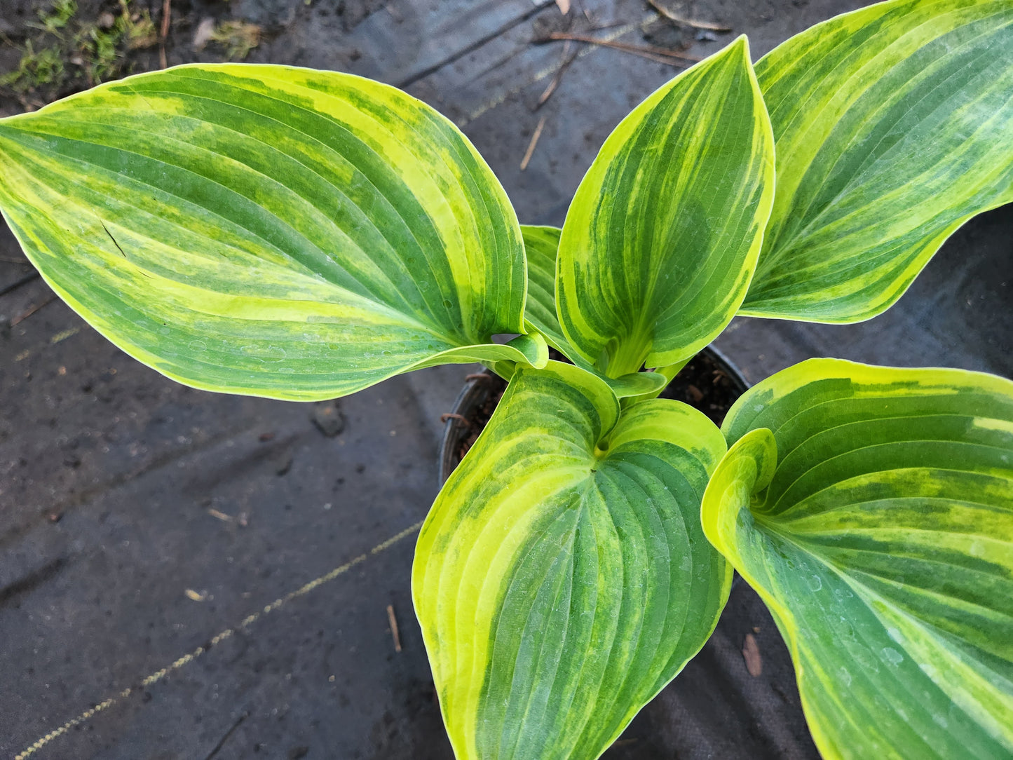 Hosta ‘LS Treasure Chest x OP’ Seedling #3571 – Streaked Gold Center, Green Margin, Rare Breeder Potential