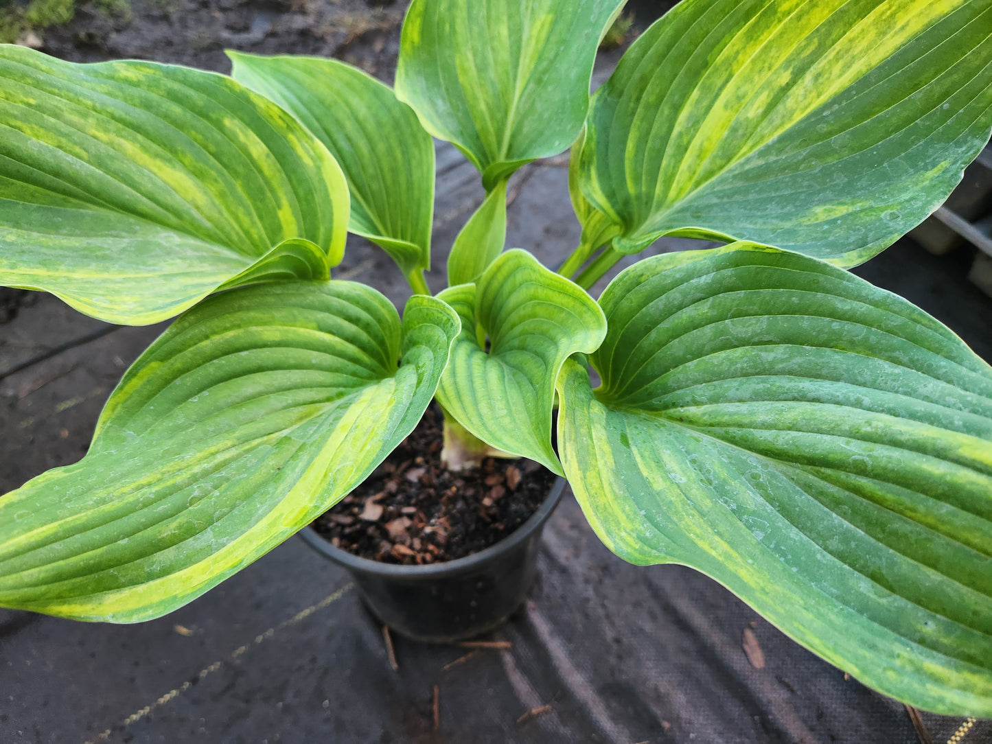Sdlg #879 Chinese Dragon Supreme x OP Hosta – Rare Streaked Seedling