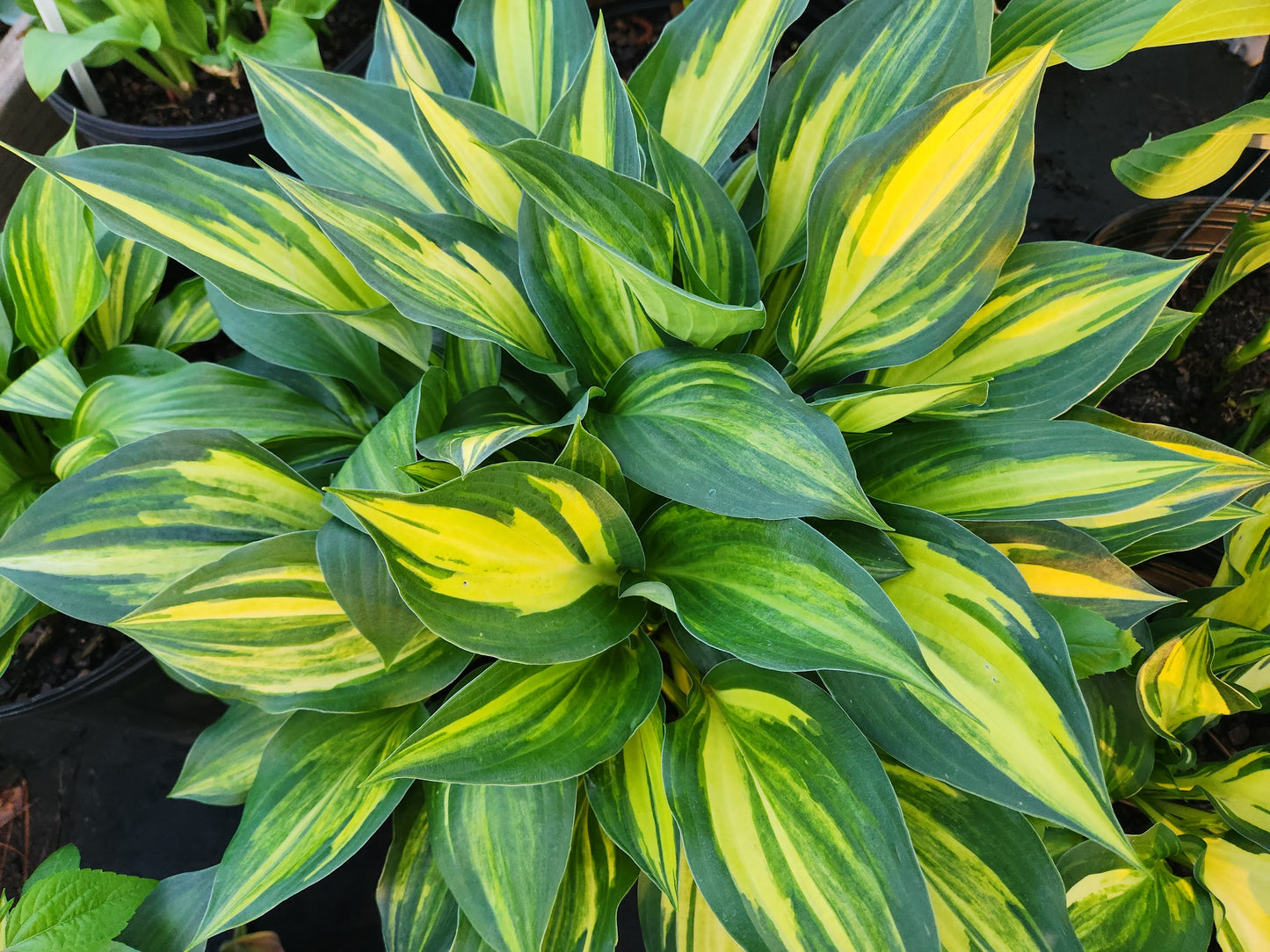 Hosta Winnebago Green Waters OS