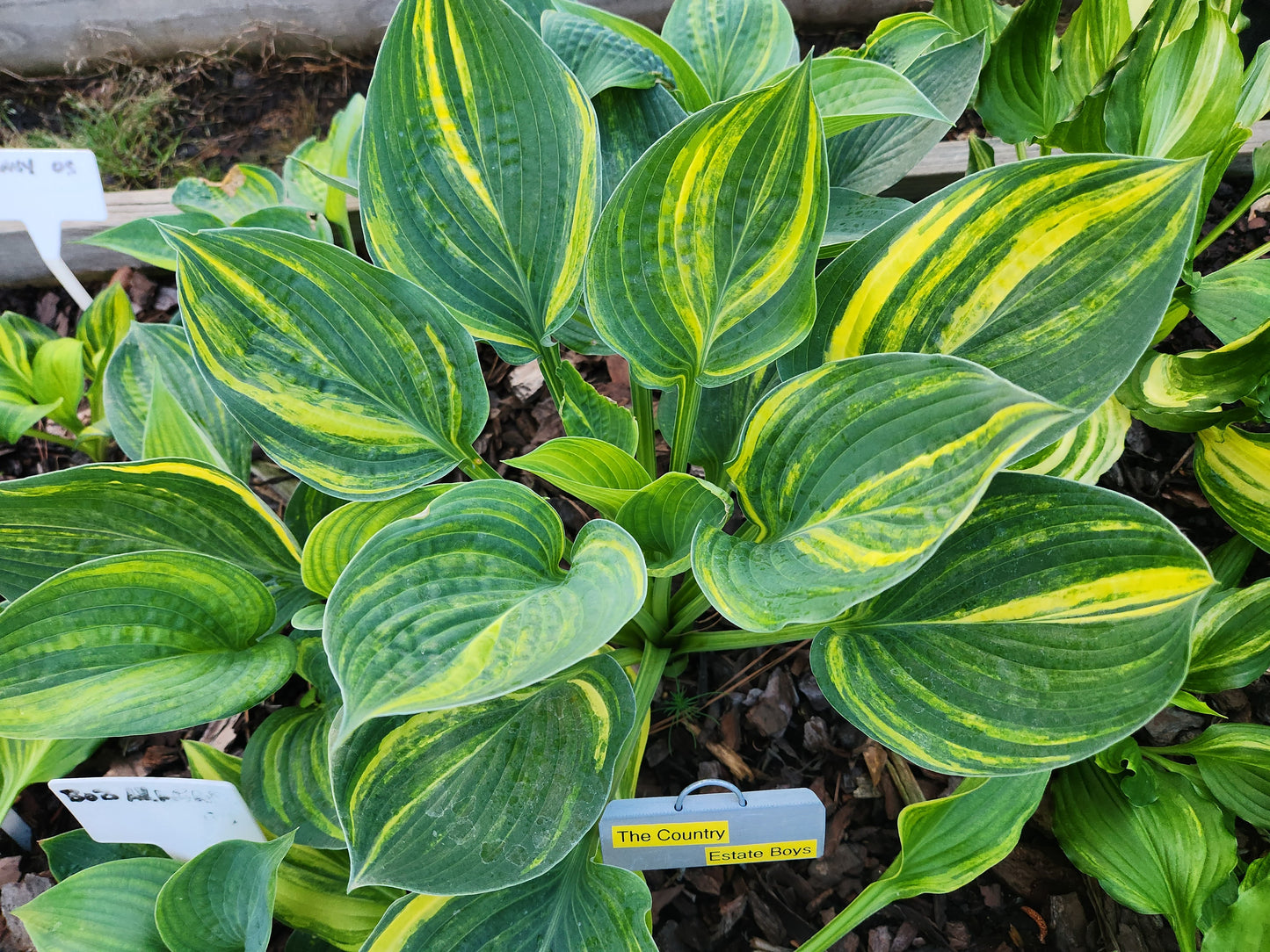 Hosta The Country Estate Boys OS