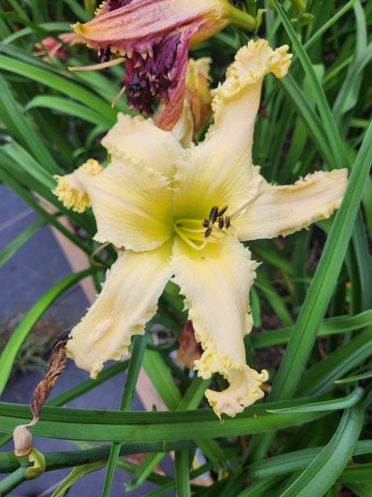 Daylily Spacecoast White Wolf