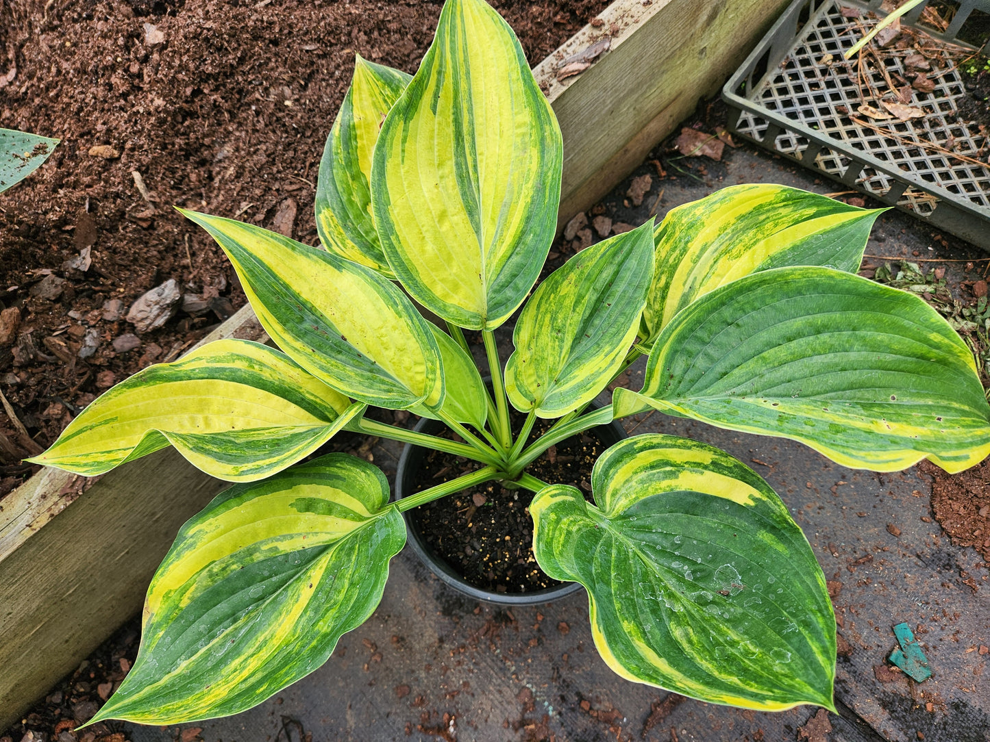 Jurassic Park Streaked OP Seedling – Outstanding Yellow Color – Rare Streaked Collector Hosta