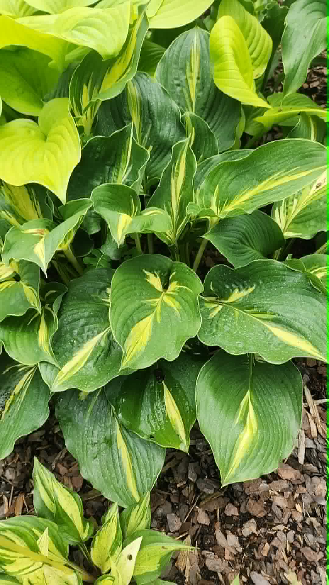 Hosta 'Lakeside Paisley Print' Liner Plant – Rare Variegated Hosta Starter Plant for Shade Gardens