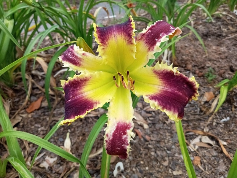 Absolute Ripper image 0