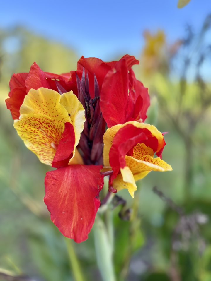 Canna Lily 'Cleopatra' – Variegated Bi-Color Tropical Canna