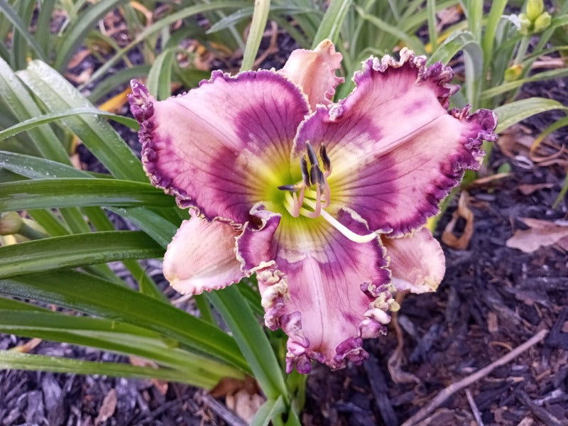 Cobalt Rings image 0