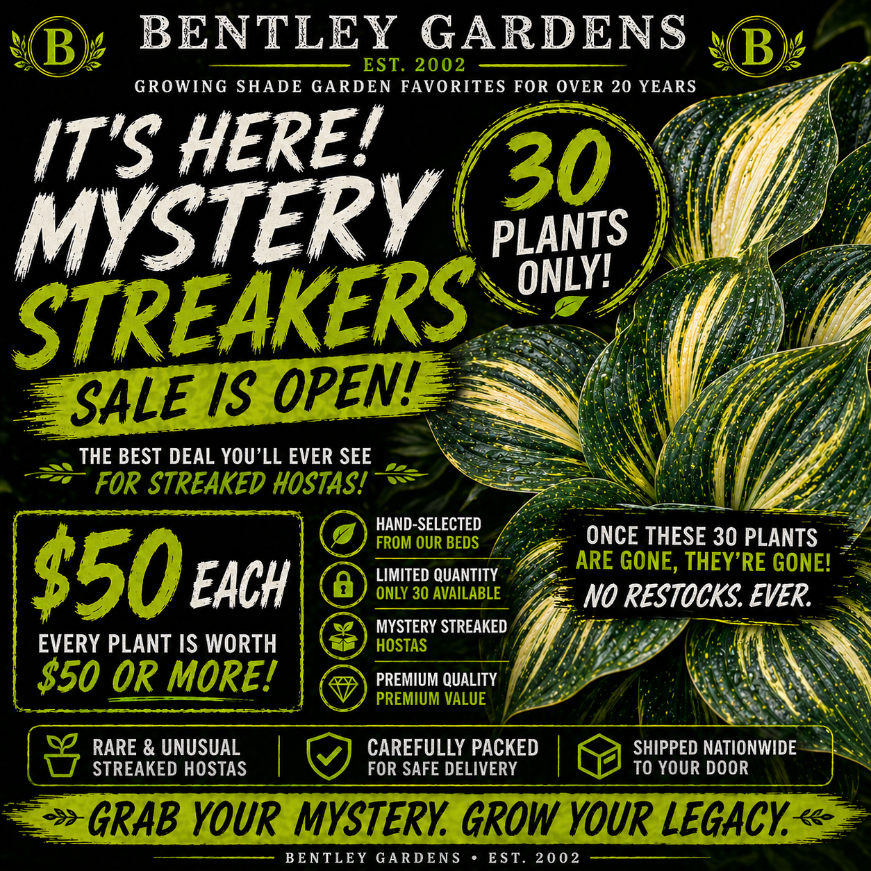Mystery Streaked Hosta Sale 🌿🔥 | Bentley Gardens Exclusive Drop