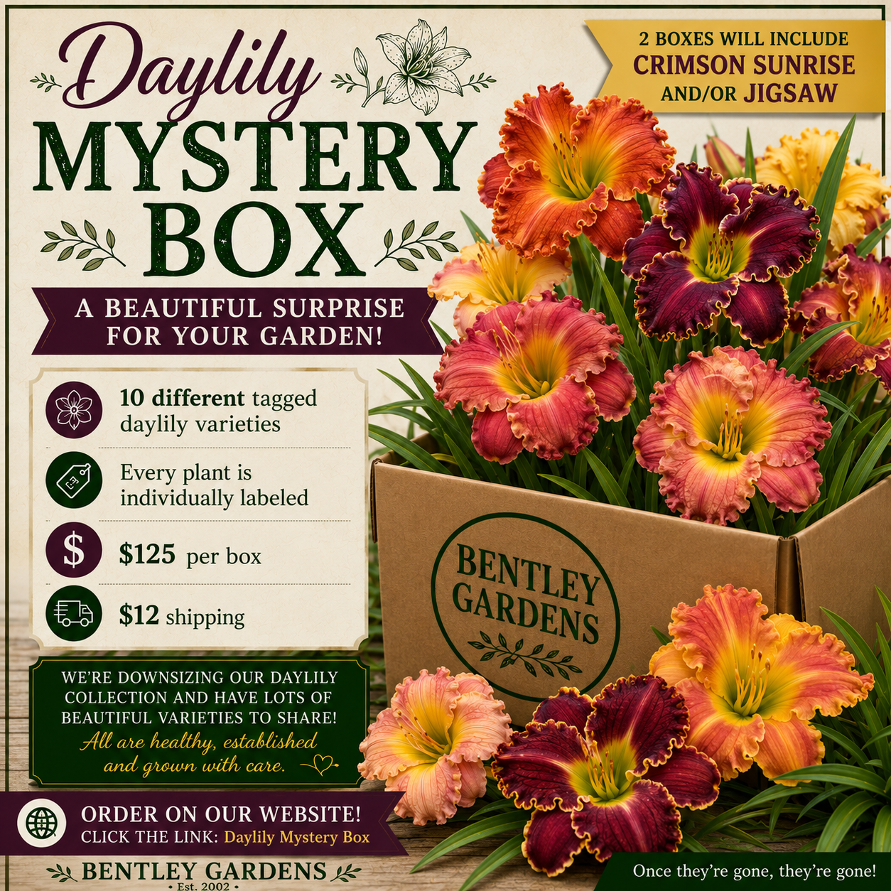 A++ Daylily Mystery Box – 10 Tagged Varieties