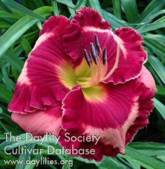Daylily Elite Stock
