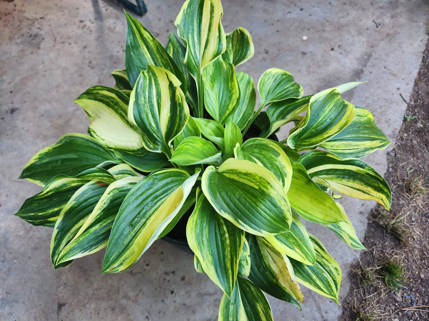 Christmas Tree Gala OP Hosta Seedling – Outstanding Streaked Variegation