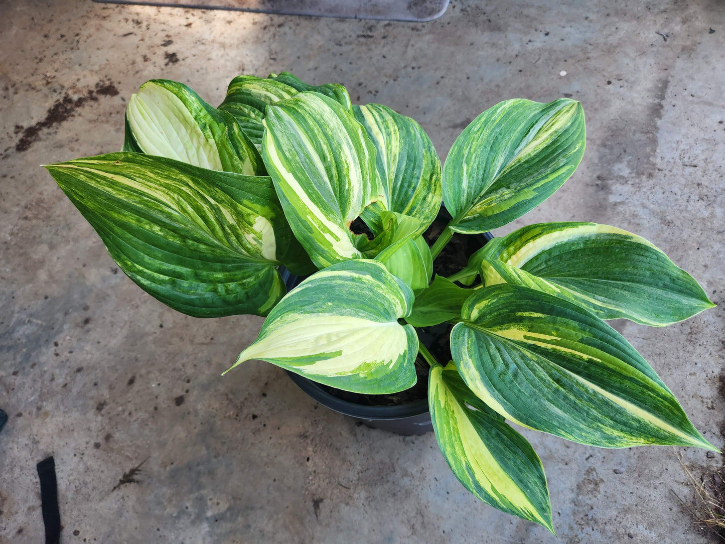 Justice x Abiqua Drinking Gourd Hosta Seedling – Unique Streaked Collector Selection