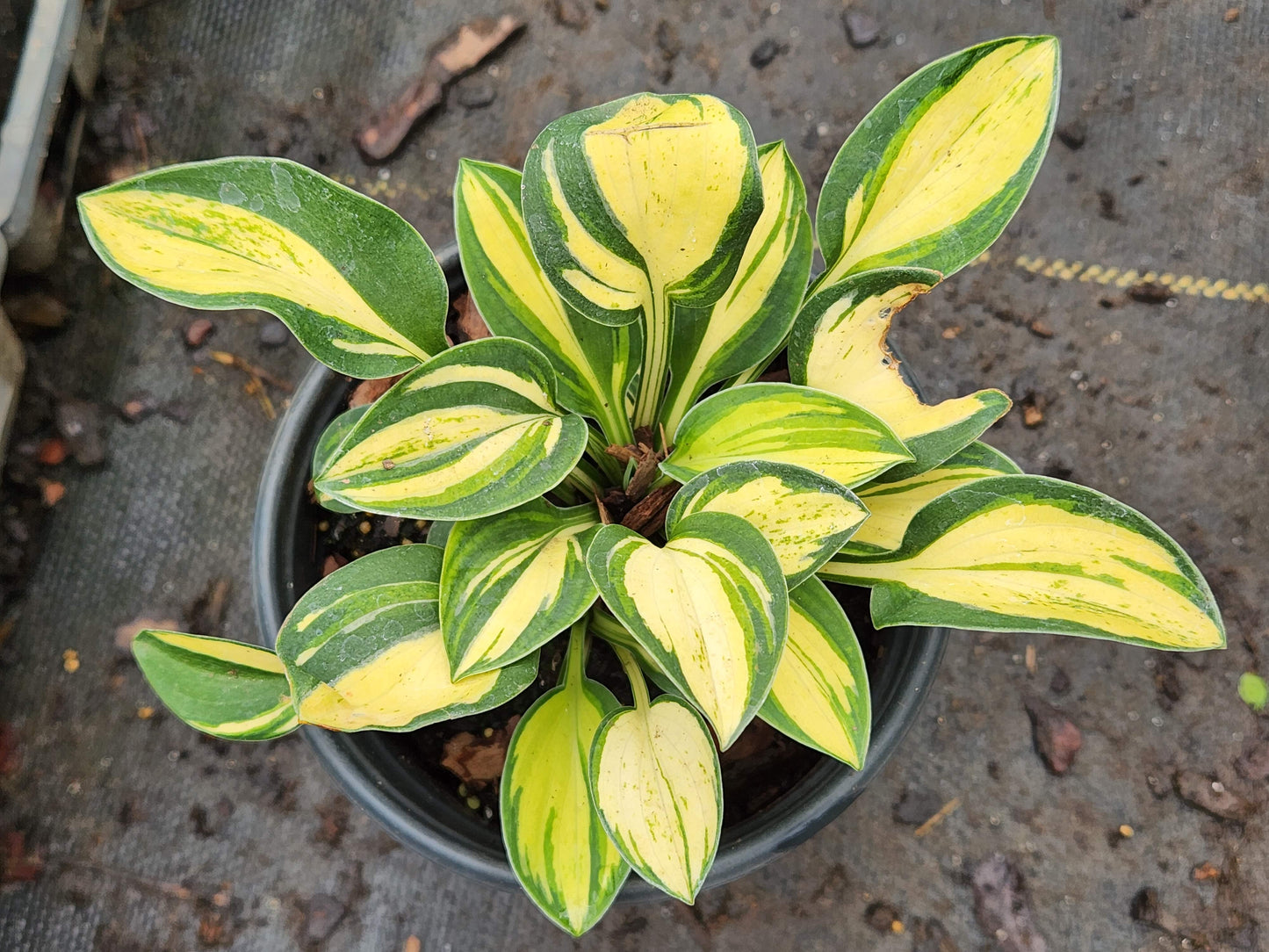 Hosta Mighty Moe