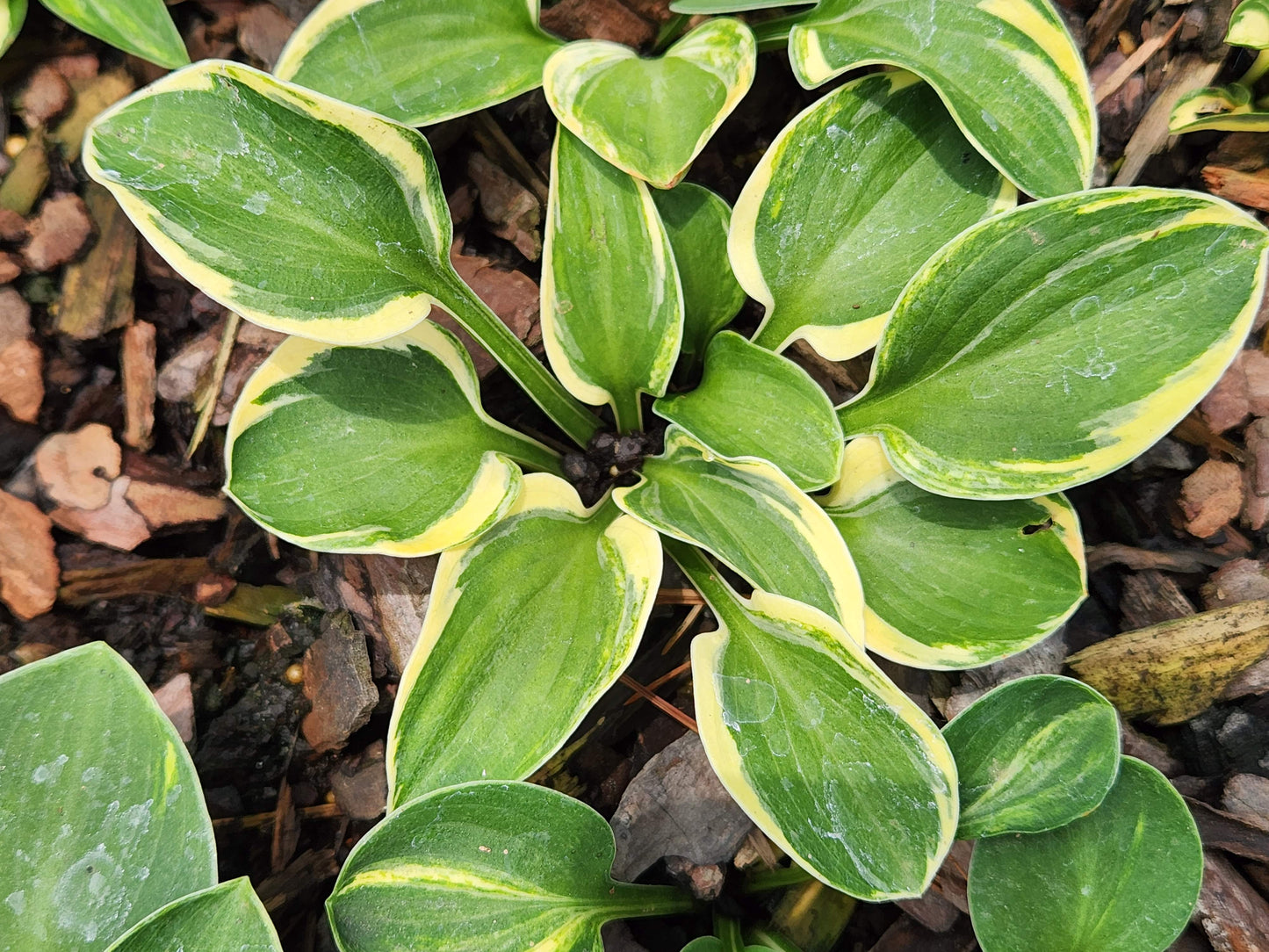 Hosta One Iota