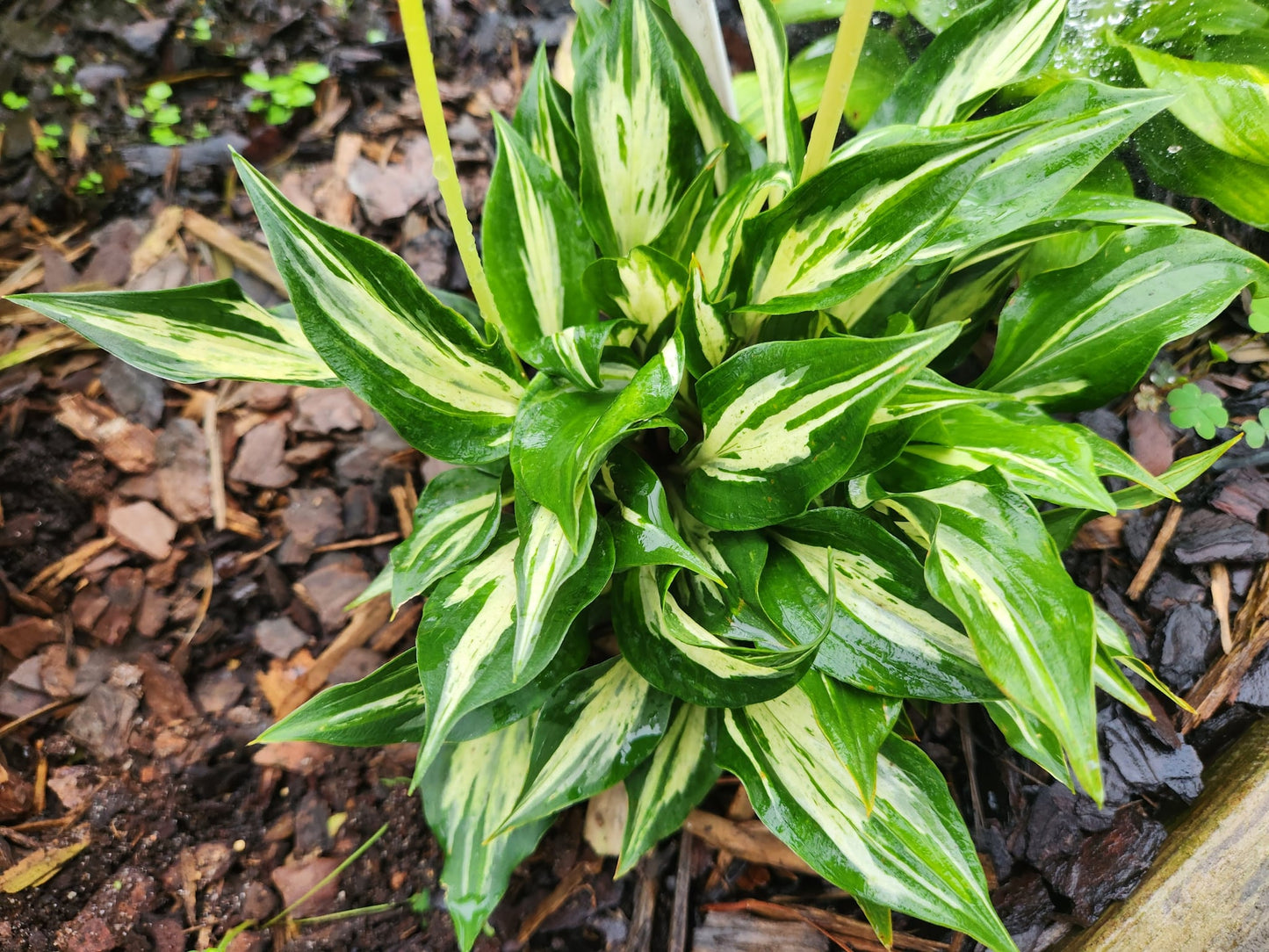 Lakeside Zing Zang Seedling | Rare Speckled Collector Hosta