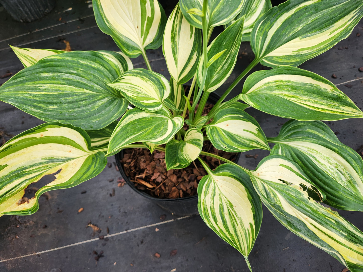 Super Ego Streaked Seedling | 3 Streaked Eyes | Rare Collector Hosta