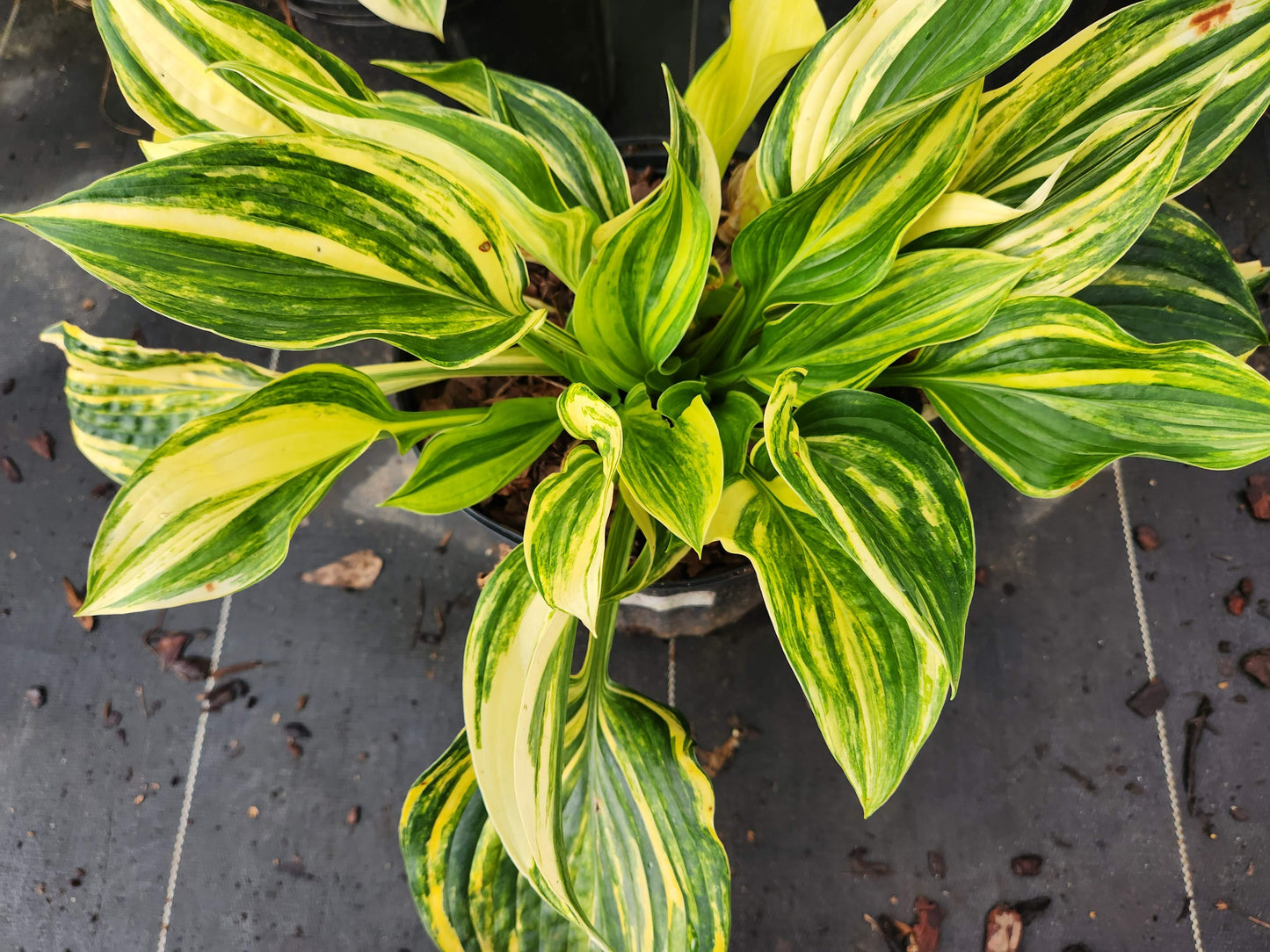 Bob Axmear Streaked Seedling | 3 Streaked Eyes | Rare Collector Hosta
