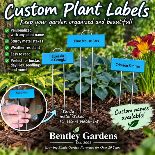 Three personalized blue plant labels displayed in a hosta and daylily garden