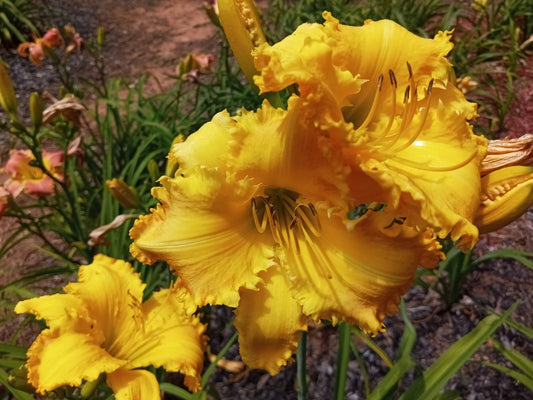 Buttercup Kisses image 1