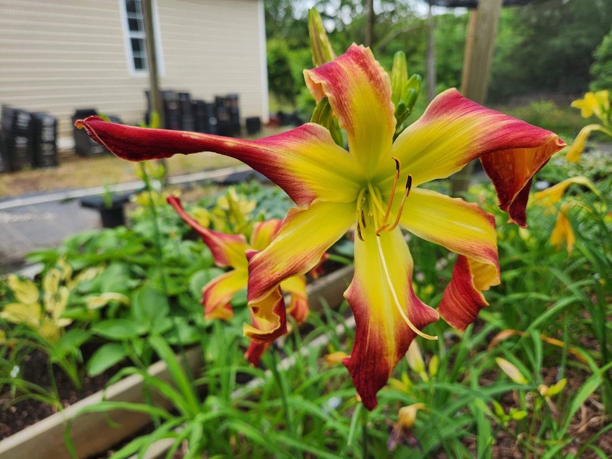 Illinois Majestic daylily photographed at Bentley Gardens: red unusual-form bloom with a large green center.