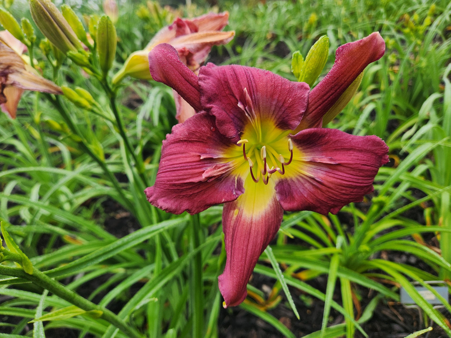 Daylily Michaels Sword