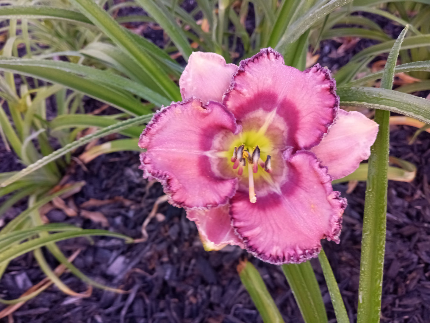 Daylily Mysterious Zodiac
