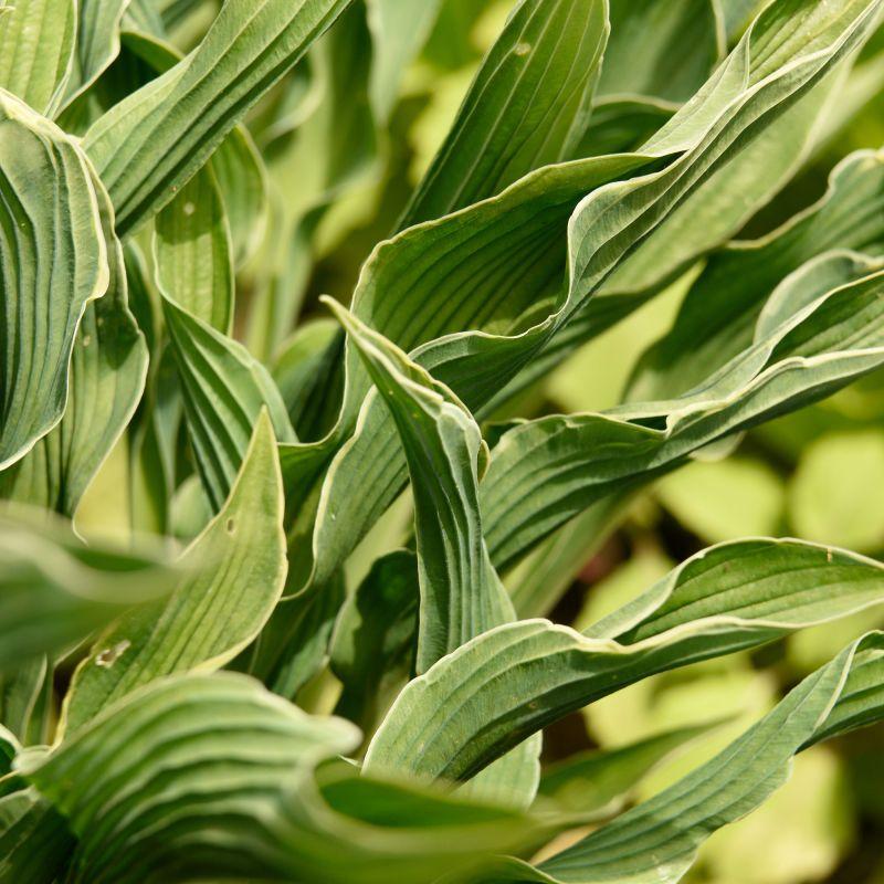 Hosta 'Praying Hands' Liner Plant – 2011 Hosta of the Year with Unique Upright Twisted Foliage