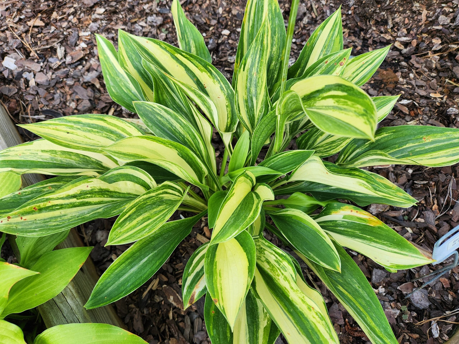 Streaked Hostas
