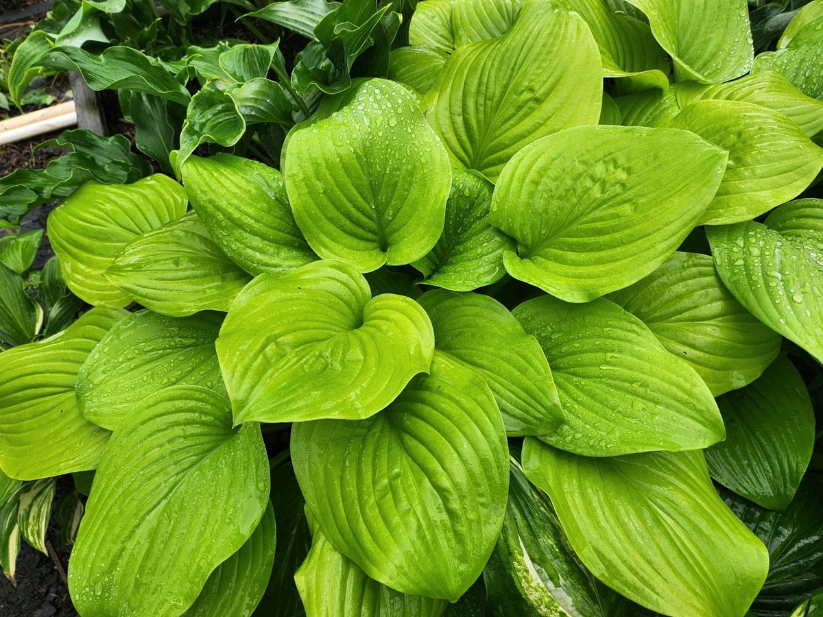 Hosta Fried Bananas at Bentley Gardens