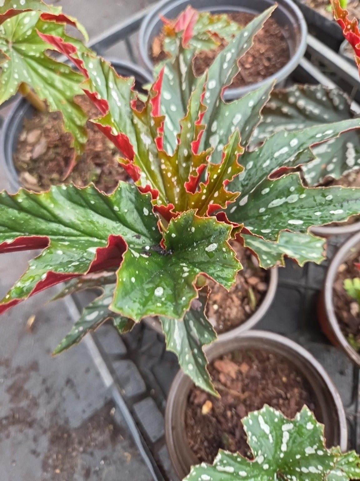 Spotted Angel Wing Begonia with red-edged tropical foliage
