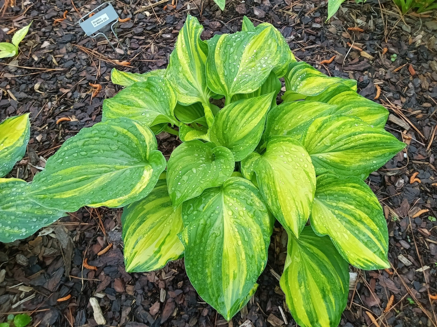 Hosta Seedlings