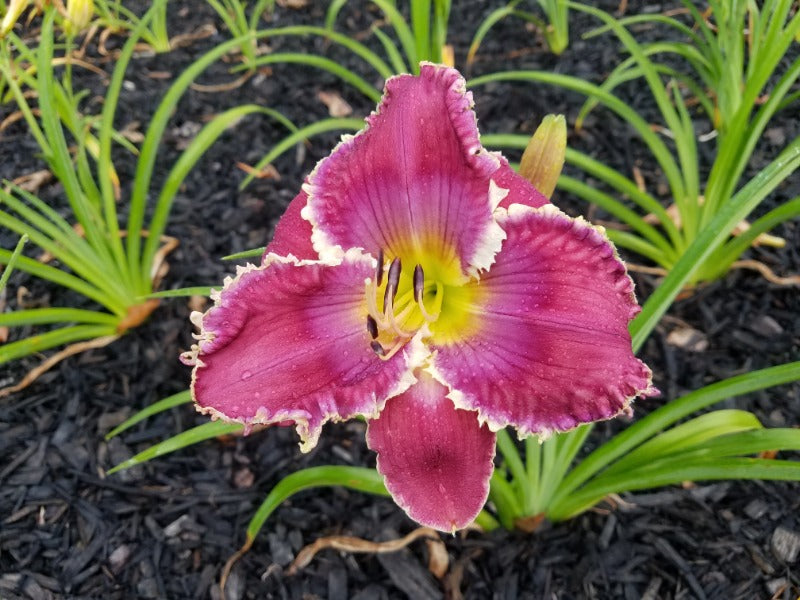 Bells of Rhymney DF image 0