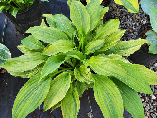 Misty Gold OS image 0