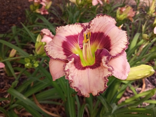 Averys Little Brother image 0