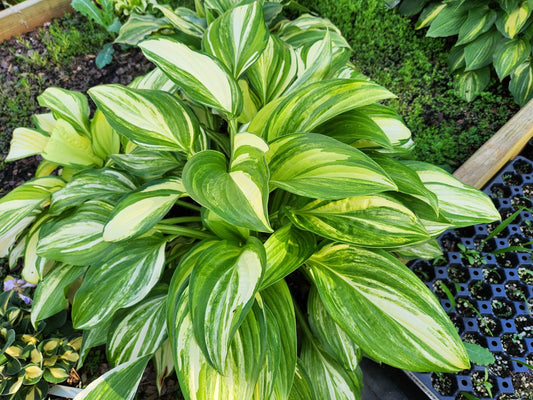 Garden Gate OS image 0