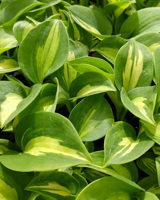 Dream Weaver image 0