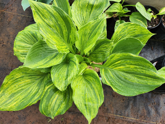 Hosta Gunther's Prize OS