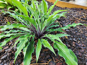Hosta Rock Brigade OS