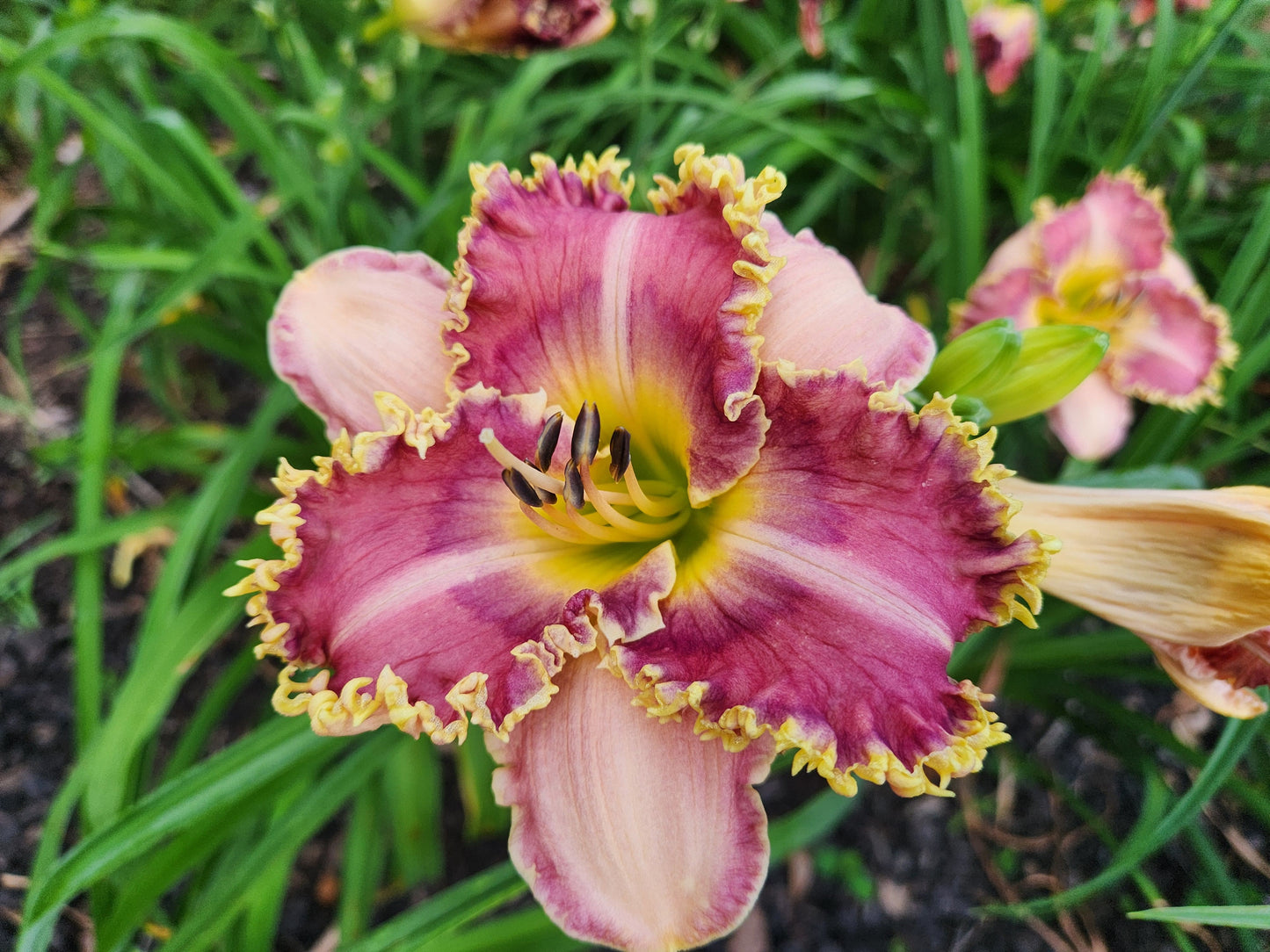 Daylily Asgard