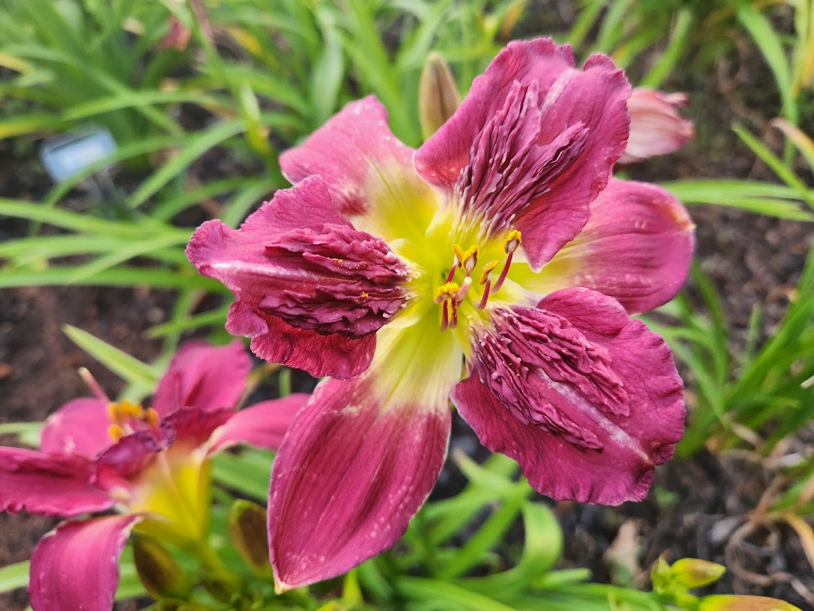 Daylily Unknown Soldier