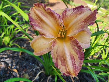 Daylily Tropical Fruit Punch