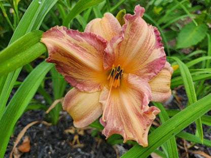 Daylily Tropical Fruit Punch