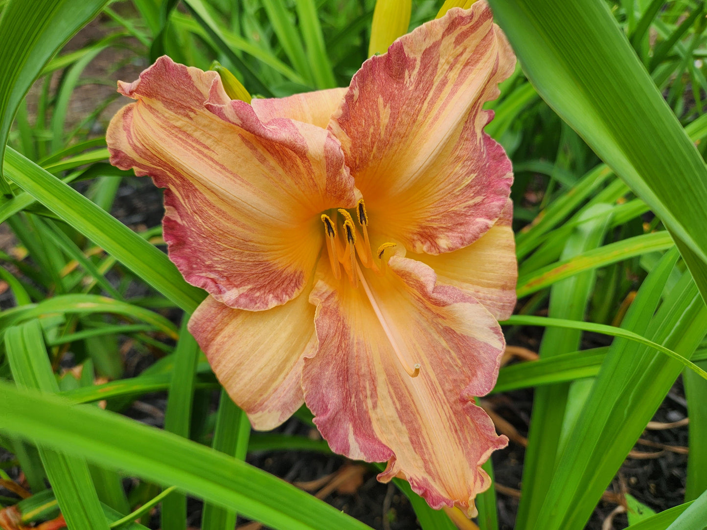 Daylily Tropical Fruit Punch