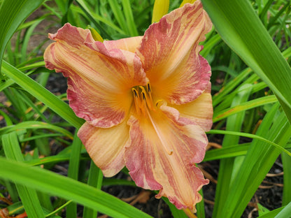 Daylily Tropical Fruit Punch