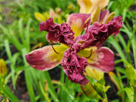 Daylily Purple Poodle