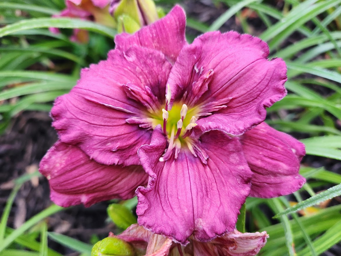 Daylily Lady Patch