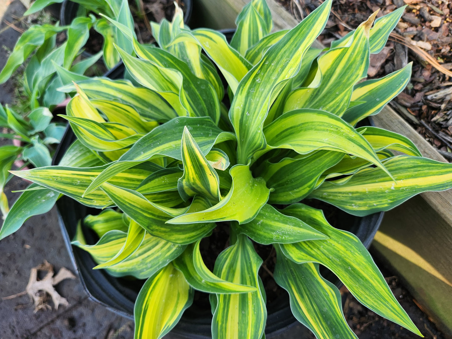 Hosta Falling Star