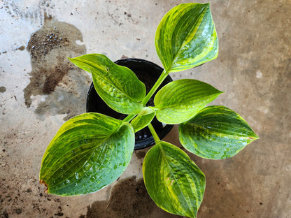 Sdlg #8741 Giantland Northern Escape x OP Hosta – Streaked Hybrid with Cupping & Corrugation
